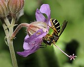 Mining Bee on Geranium flower - Northern Vosges France 
