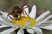 Nomad bee on Lawndaisy flower - Northern Vosges France