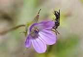 Nomad bee sleeping on Geranium flower - Northern Vosges ; Nomad bee sleeping pinched by the mandibles on a Geranium