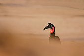 Abyssinian ground hornbill in sand wind storm - Senegal 