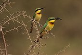 Little bee-eaters on a thorny branch - Senegal