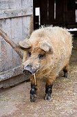 Woolly pig out of a pigsty - France  ; Animal Park Sainte-Croix
