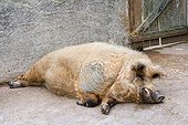 Woolly pig lying in front of a pigsty - France  ; Animal Park Sainte-Croix