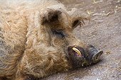 Portrait of Woolly pig lying lying - France  ; Animal Park Sainte-Croix