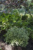 Holly osmanthus 'Variegatus' in a garden