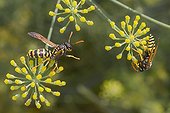 Social wasps gathering fennel flowers nectar in summer