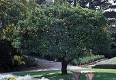 Orange tree in fruit in a garden