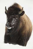 American bison in the snow - Yellowstone USA
