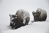 American Bisons walking in the snow - Yellowstone USA