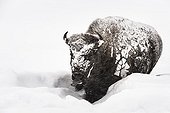American Bison walking in the snow - Yellowstone USA