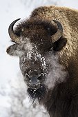 Portrait of American Bison in the snow - Yellowstone USA