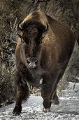 American Bison running in the snow - Yellowstone USA