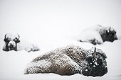 American Bisons at rest in the snow - Yellowstone USA