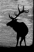 Silhouette of male Wapiti on the bank - Jasper Canada  ; 	