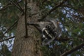 Racoon in a tree - British Columbia Canada ; Raton laveur dans un arbre - Colombie Britannique Canada