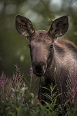 Portrait of young Moose - Alaska USA ; 	