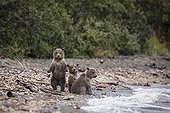 Jeunes Grizzlys sur la berge - Katmai Alaska USA