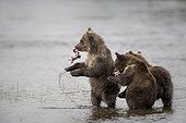 Jeunes Grizzlys pêchant dans l'eau - Katmai Alaska USA