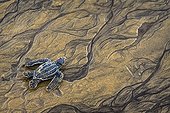 Young Leatherback Turtle on wet sand - French Guiana