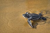 Jeune Tortue Luth sur le sable mouillé - Guyane Française