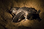 Jeune Tortue Luth dans le sable - Guyane Française