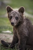 Jeune Ours brun assis dans l'herbe - Martinselkonen Finlande