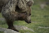 Brown bear scratching his head - Finland Martinselkonen