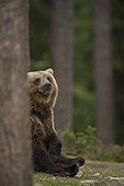 Brown bear sitting against a tree trunk - Martinselkonen Finland
