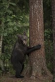 Brown bear standing against a tree trunk - Martinselkonen Finland