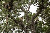 Leopards and prey in a tree - Sabi Sand South Africa 