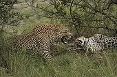 Leopards in grass  - Sabi Sand South Africa 