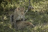 Leopards mating in grass - Sabi Sand South Africa 