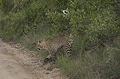Leopard walking on a track - Sabi Sand South Africa 
