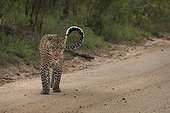 Leopard walking on a track - Sabi Sand South Africa 