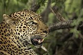 Portrait of Leopard - Sabi Sand South Africa 