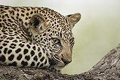 Portrait of young Leopard - Sabi Sand South Africa 