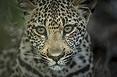 Portrait of young Leopard - Sabi Sand South Africa 