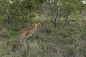 Leopard walking in savannah - Sabi Sand South Africa