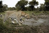 Leopard walking in savannah - Sabi Sand South Africa