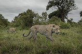 Leopards walking in savannah - Sabi Sand South Africa