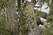 Leopard walking on a branch - Sabi Sand South Africa