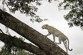 Leopard walking on a branch - Sabi Sand South Africa