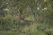 Couple of Leopards in the savannah - Sabi Sand South Africa 