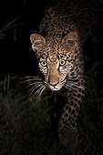 Leopard walking at night - Kruger South Africa  ; Lightened with a torch light
