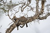 Léopard couché dans un arbre - Kruger Afrique du Sud