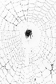 Spider in its web - Sabi Sand South Africa