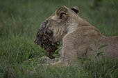 Lioness eating a Tortoise - Sabi Sand South Africa 