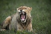 Yawning lion lying in the grass - Sabi Sand South Africa