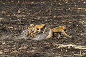 Anubis baboons playing on a burned soil - Nakuru Kenya
