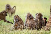 Anubis baboons sitting in savanna - Masai Mara Kenya 
